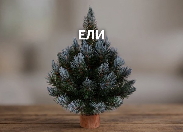 Ели