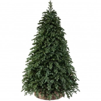 Новогодняя пихта TRIUMPH TREE, Прелестная, 305 см, зеленая